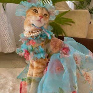 August: The Fashion-Forward Feline Taking Over the Internet